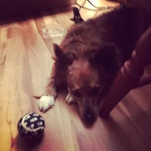 Meet your Posher, Owen